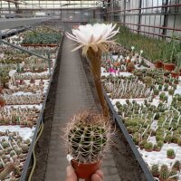 Echinopsis leucantha ZJ 173