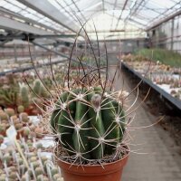 Echinopsis leucantha ZJ 173
