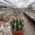 Echinopsis leucantha ZJ 173