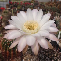 Echinopsis melanopotamica