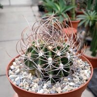 Echinopsis melanopotamica