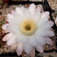 Echinopsis melanopotamica