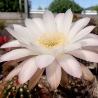 Echinopsis melanopotamica