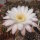 Echinopsis melanopotamica