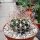 Echinopsis melanopotamica