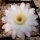Echinopsis melanopotamica