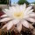 Echinopsis melanopotamica