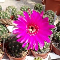 Echinopsis obrepanda