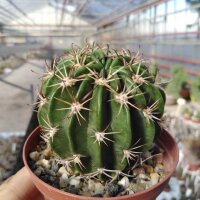 Echinopsis obrepanda