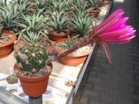 Echinopsis obrepanda