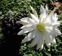 Echinopsis obrepanda