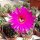Echinopsis obrepanda