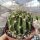 Echinopsis obrepanda