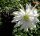 Echinopsis obrepanda