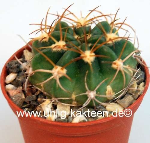 Echinopsis obrepanda v. fiebrigii Santa Victora, Quebrada de Huahuaca, Jujuy