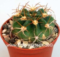 Echinopsis obrepanda v. fiebrigii Santa Victora, Quebrada...