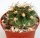 Echinopsis obrepanda v. fiebrigii Santa Victora, Quebrada de Huahuaca, Jujuy