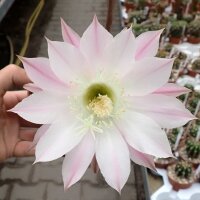 Echinopsis oxygona