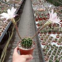 Echinopsis oxygona