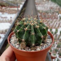 Echinopsis oxygona