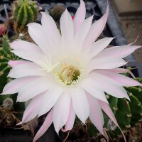 Echinopsis oxygona