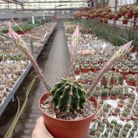 Echinopsis oxygona