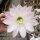 Echinopsis oxygona