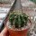 Echinopsis oxygona