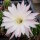 Echinopsis oxygona