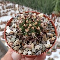 Echinopsis purpureopilosa