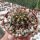 Echinopsis purpureopilosa