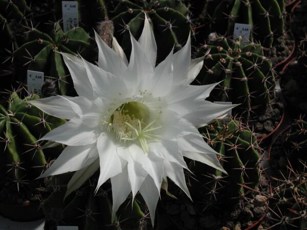 Echinopsis rhodotricha