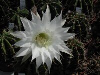Echinopsis rhodotricha
