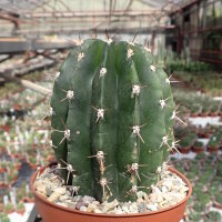 Echinopsis rhodotricha