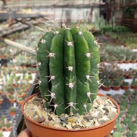 Echinopsis rhodotricha