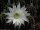 Echinopsis rhodotricha