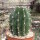 Echinopsis rhodotricha