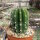 Echinopsis rhodotricha
