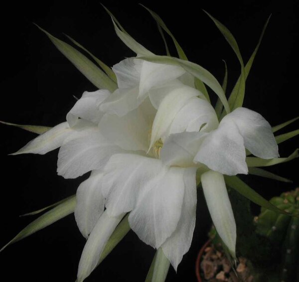 Echinopsis cv. semidenudata seminudus