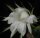 Echinopsis cv. semidenudata seminudus