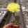 Echinopsis aurea v. shaferi STO 132/1