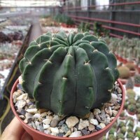 Echinopsis sp.n. WK 861