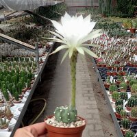 Echinopsis subdenudata