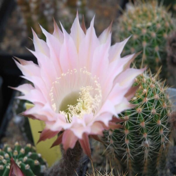 Echinopsis-Hybr. Alabaster Rheingold 232
