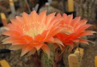 Echinopsis-Hybr. Andenken an Fric Serie 366