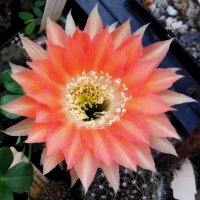 Echinopsis-Hybr. Andenken an Fric Serie 366