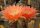 Echinopsis-Hybr. Andenken an Fric Serie 366