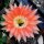 Echinopsis-Hybr. Andenken an Fric Serie 366