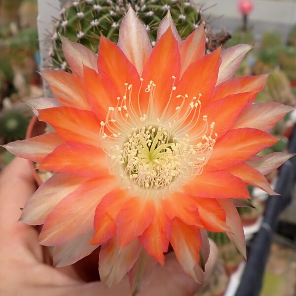 Echinopsis-Hybr. Andenken an H. Krainz Uebelmann 3219