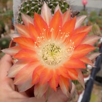 Echinopsis-Hybr. Andenken an H. Krainz Uebelmann 3219